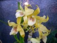 /album/el-ojo-del-alma/orquideas-jpg/